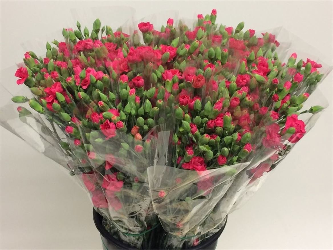 Dianthus Spr Celine 60cm