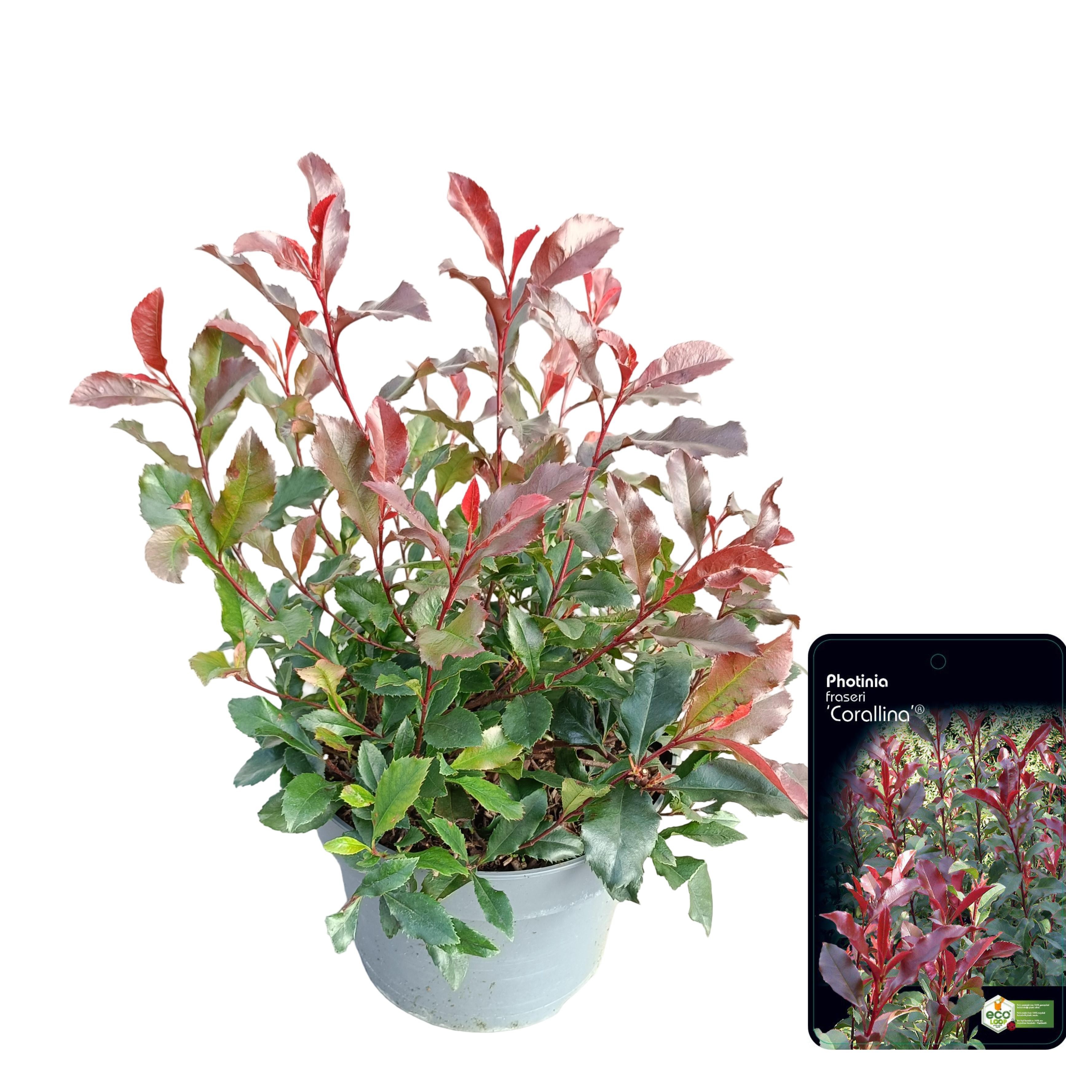 Picture of Photinia fraseri 'Corallina'® C5