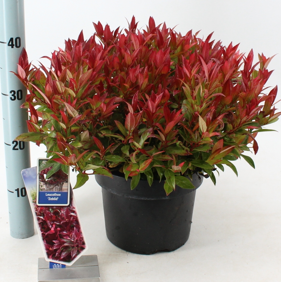 Picture of Leucothoe Zeblid P23 (5 Ltr) (LOOSE)