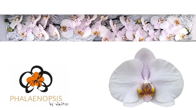 Phalaenopsis Alpha
