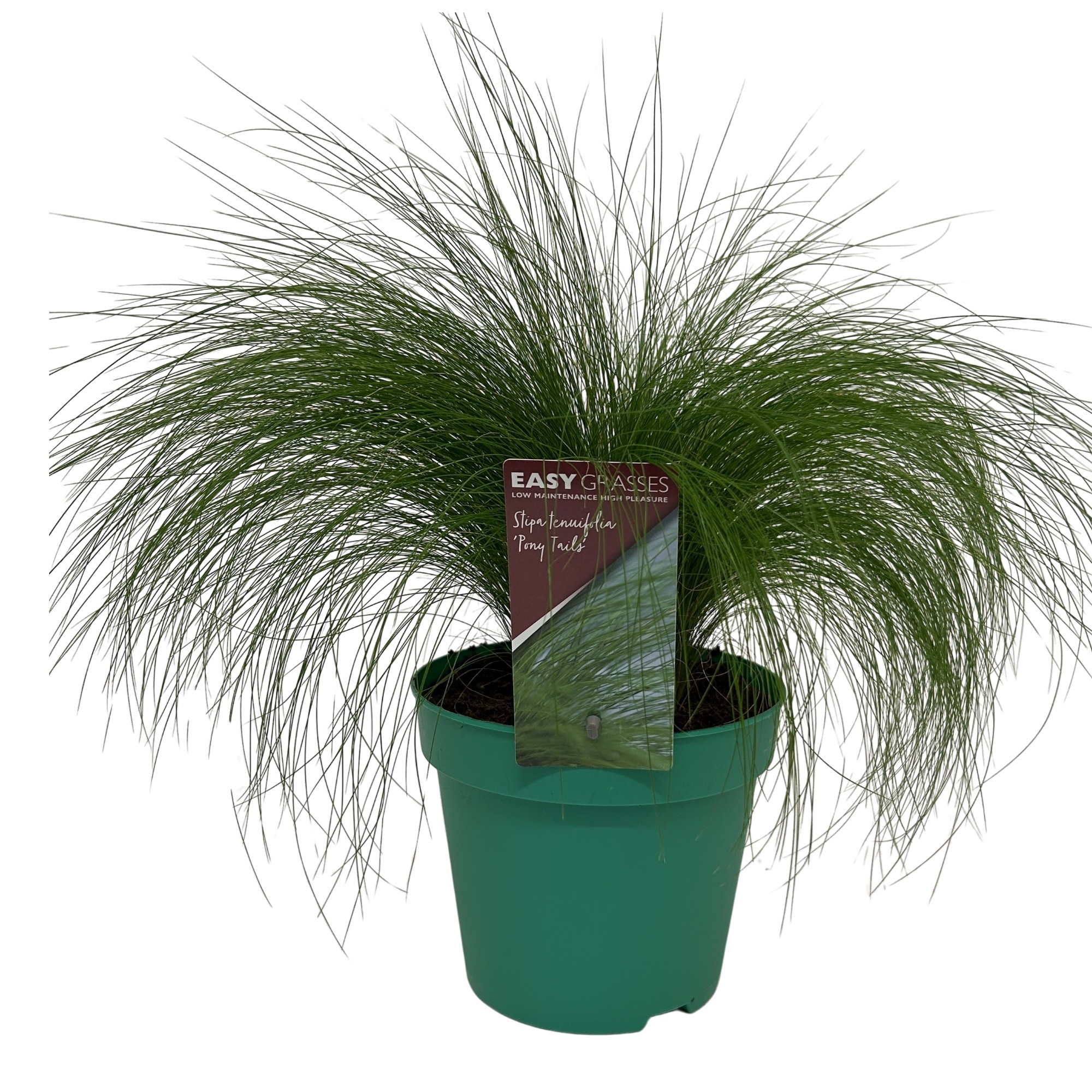 Picture of Stipa tenuifolia Pony Tails GROEN