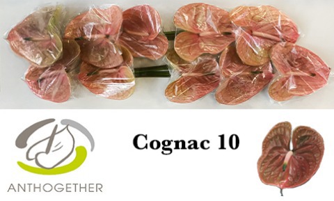 Anth A Cognac