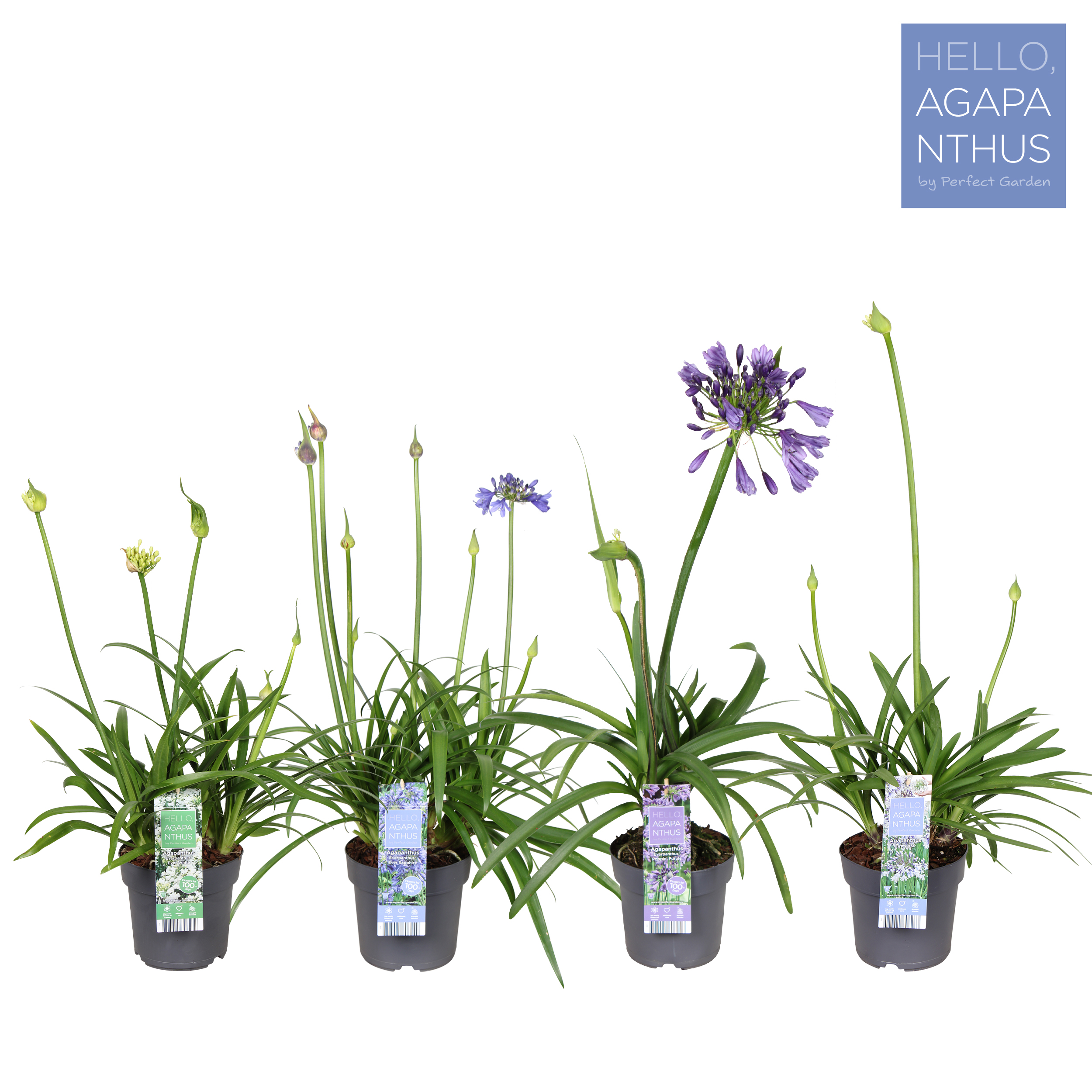 Picture of Agapanthus mix shelve P17
