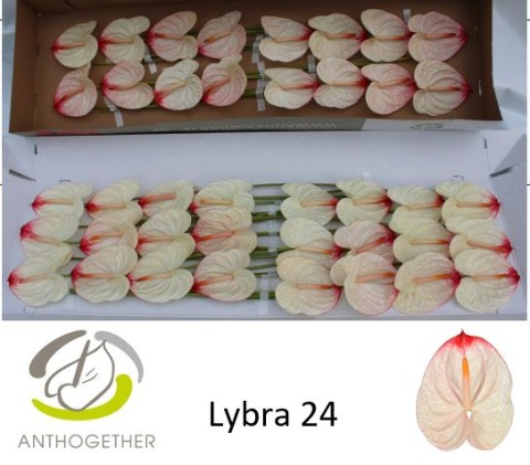 Anth A Lybra