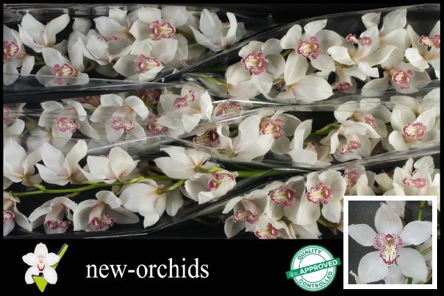 Cymbidium Mrs Sugar Lee 12/15bl