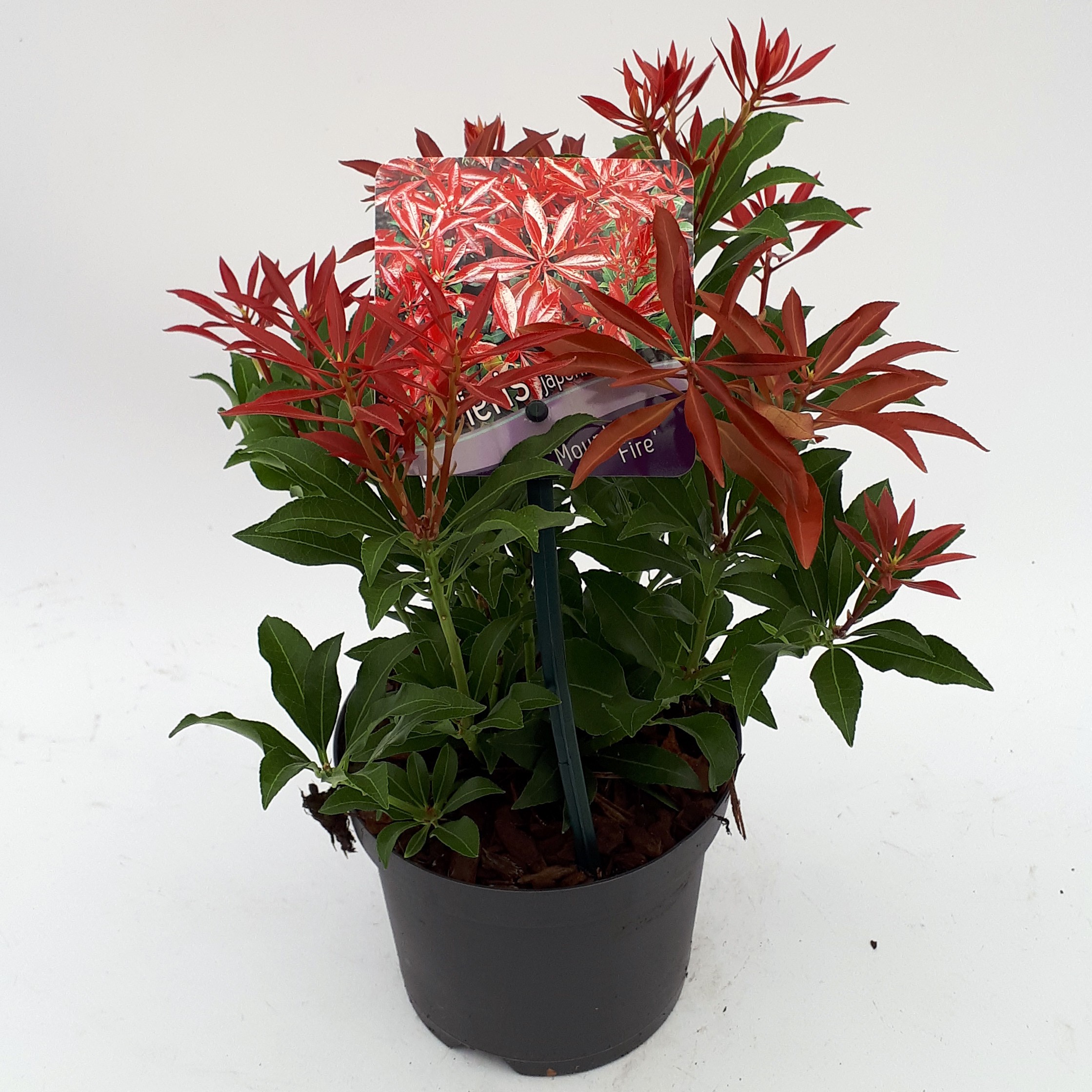 Picture of Pieris japonica 'Mountain Fire'