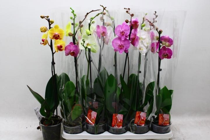 Phal Gem 12P 60H 1TAK 9bloem 23bloei