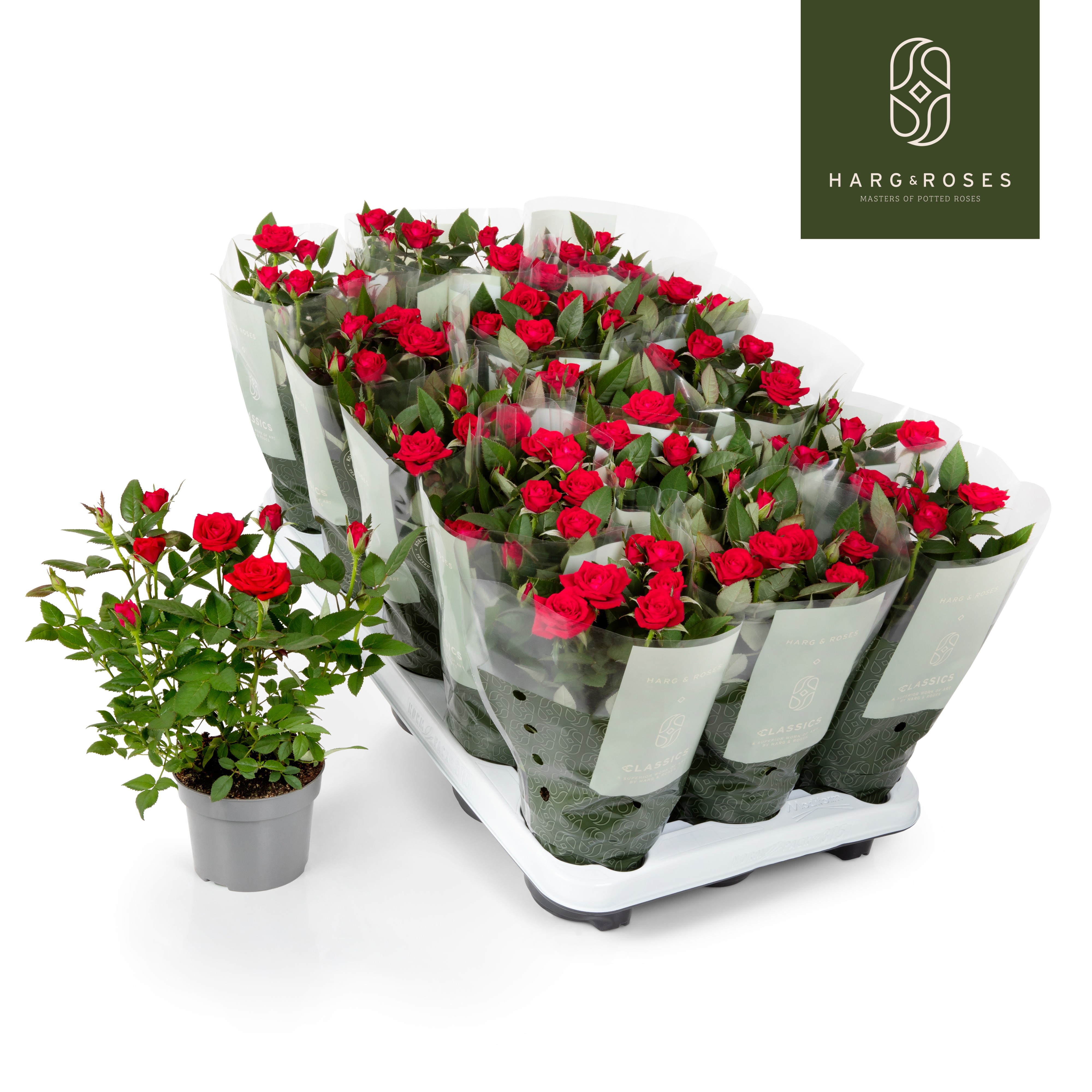 Rosa Kordana Milano