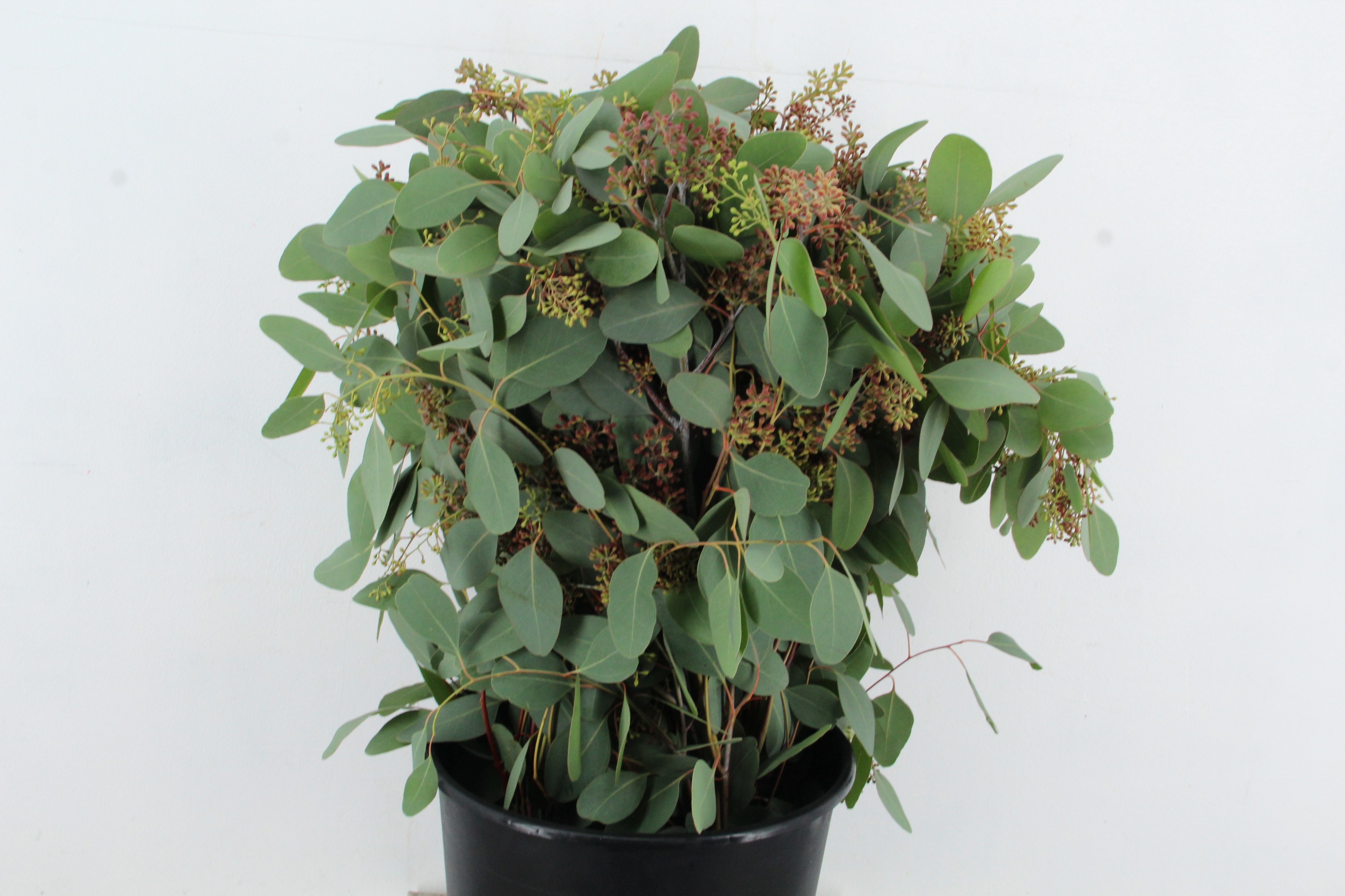 Euc Ov Blad Bs 65L.cm 300gram