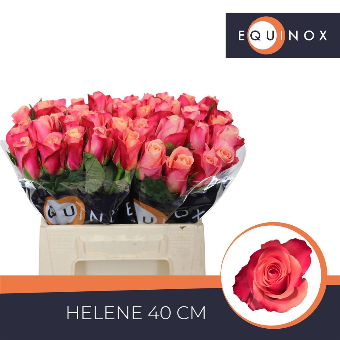 R Gr Helene