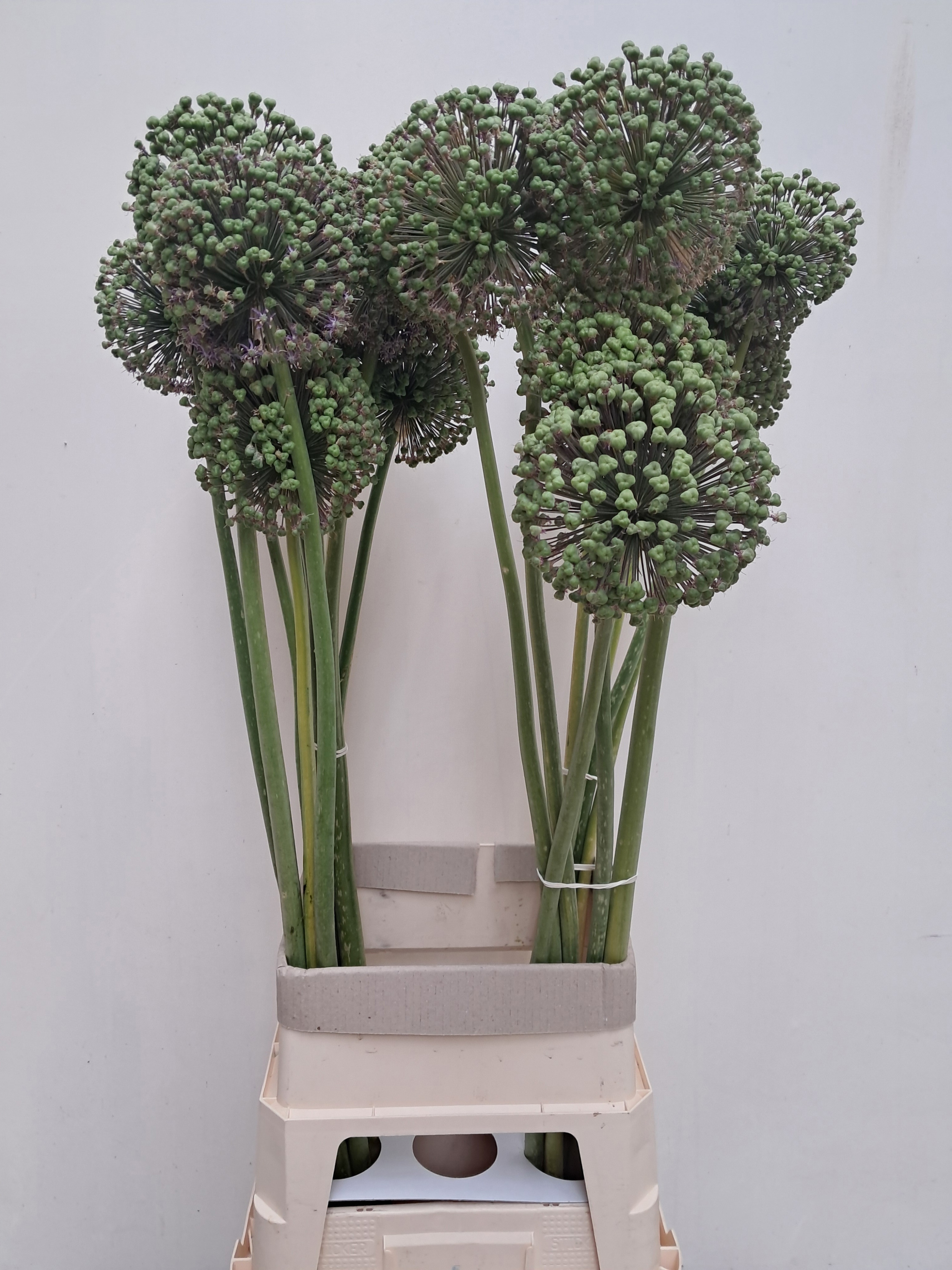 Allium Zaadbollen