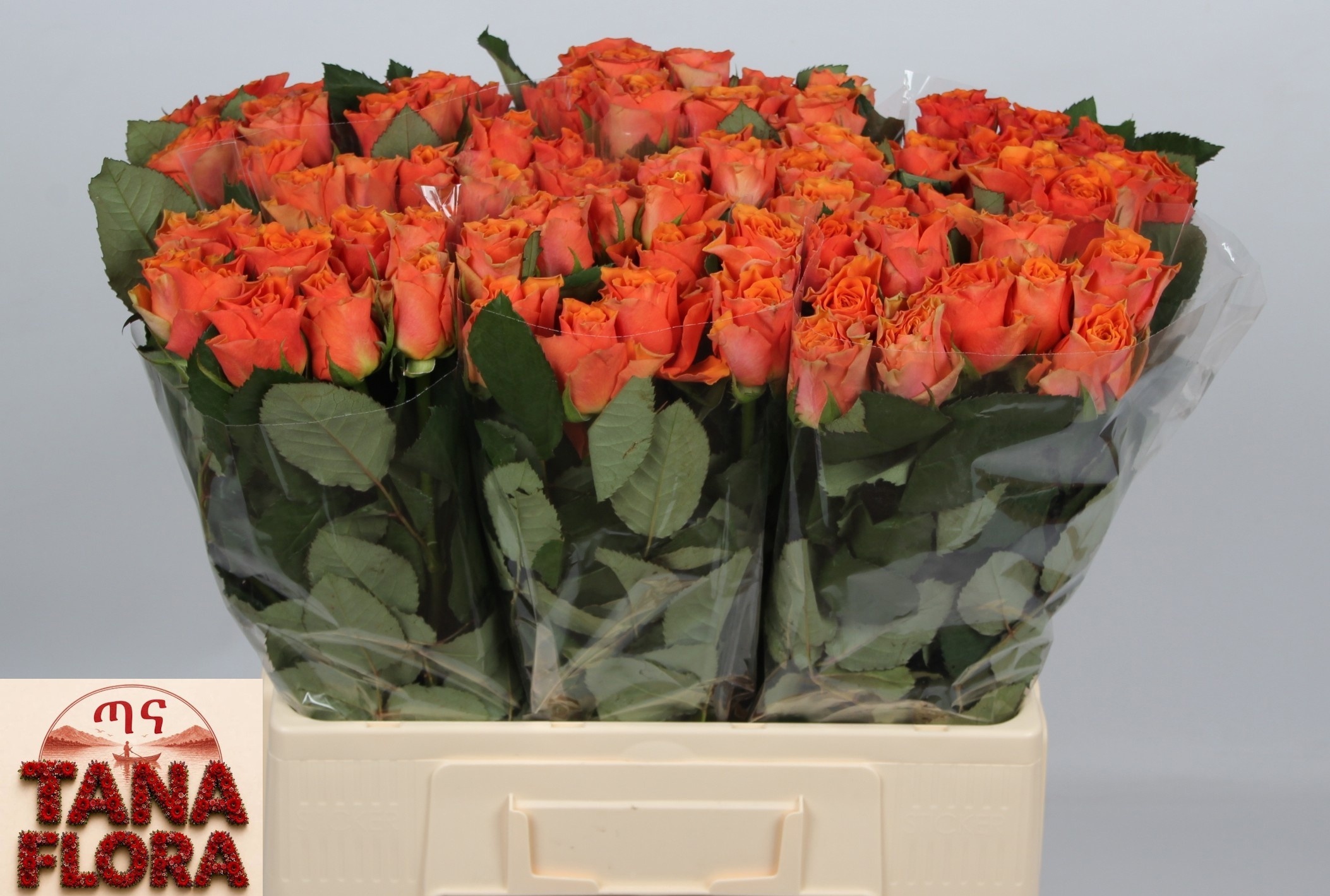 R Gr Arancio@