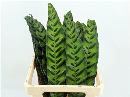 Calathea Lancifolia 60cm