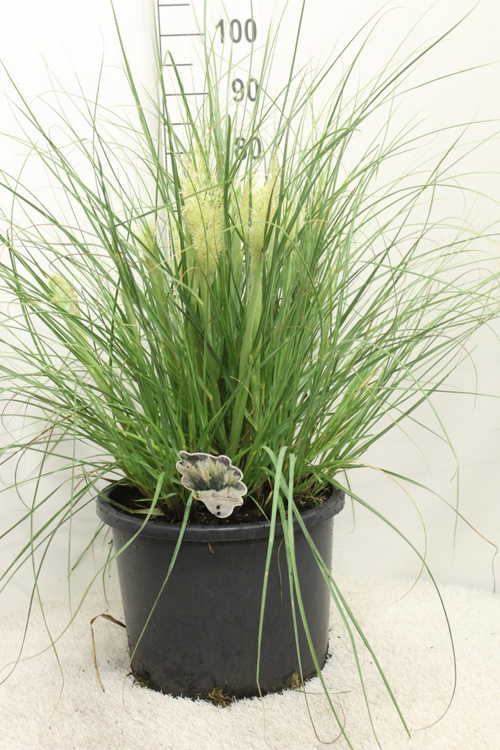 Picture of Cortaderia selloana Tiny Pampa P32 (15 Ltr)