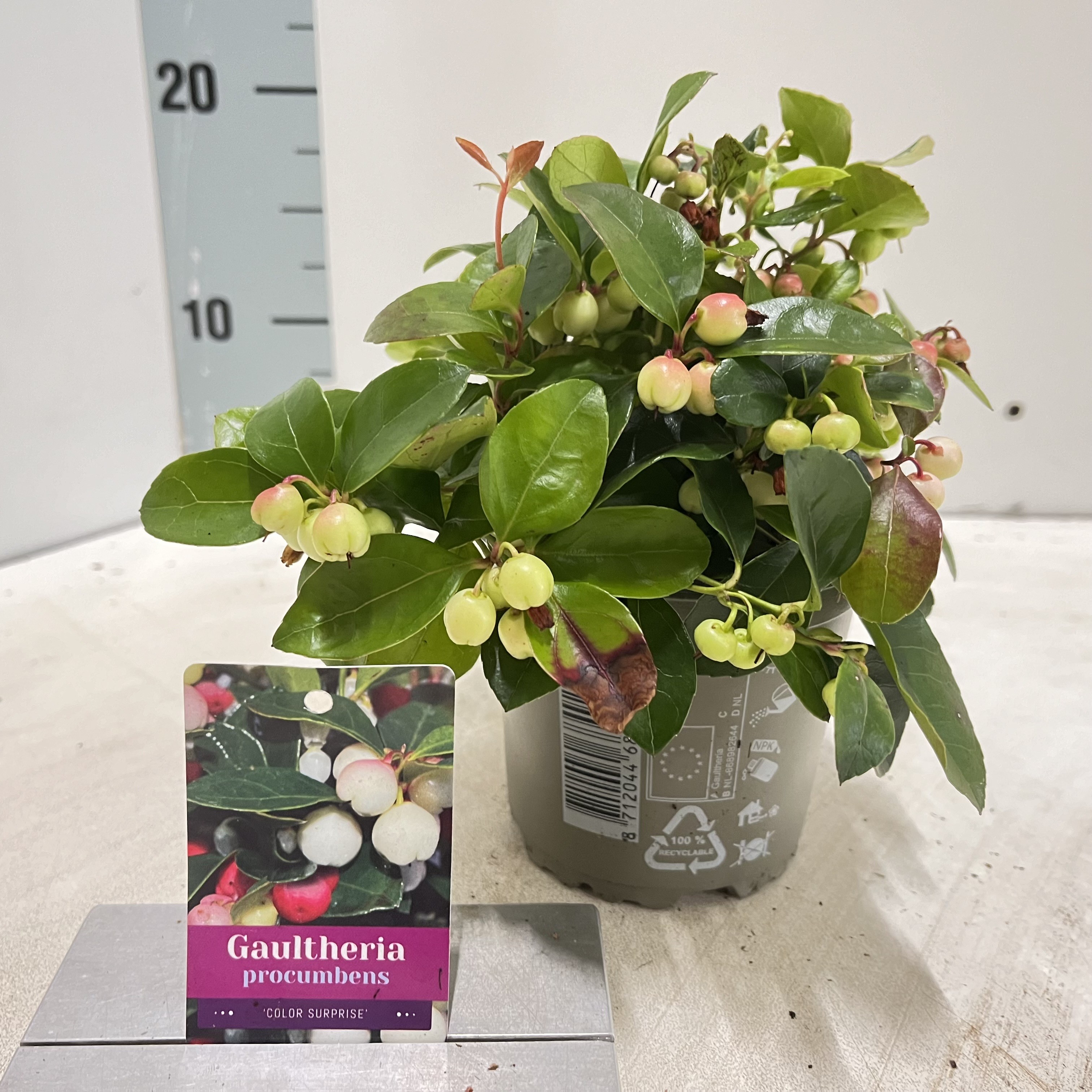 Picture of Gaultheria procumbens 'Color Surprise'