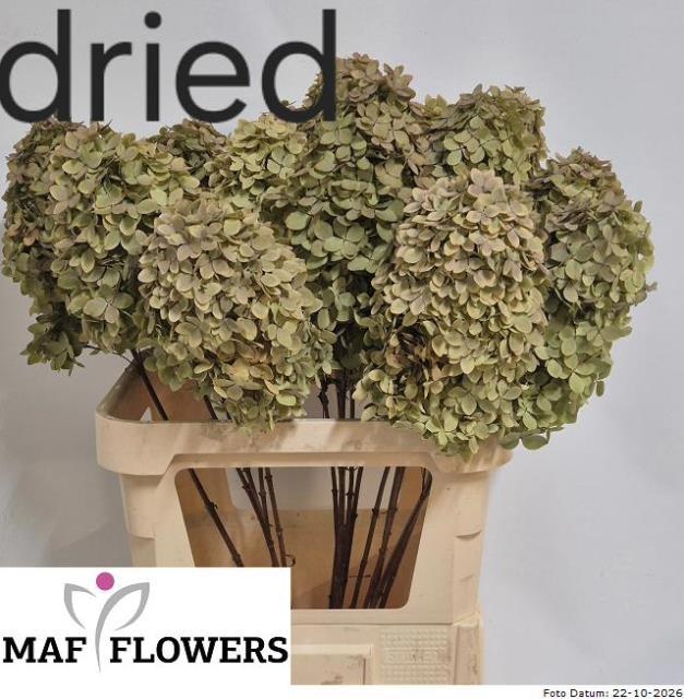 Hydrangea Candle Classic 80cm 16Ø