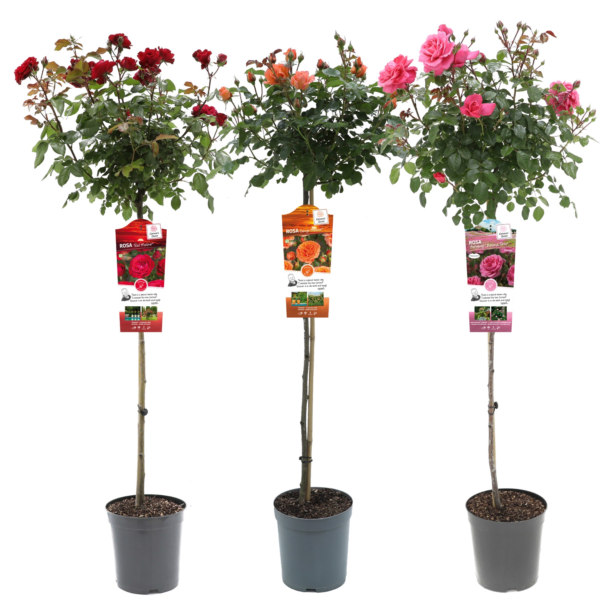 Picture of Rosa in varieties Exclusive Collection P24 (6 Ltr) 90/STD