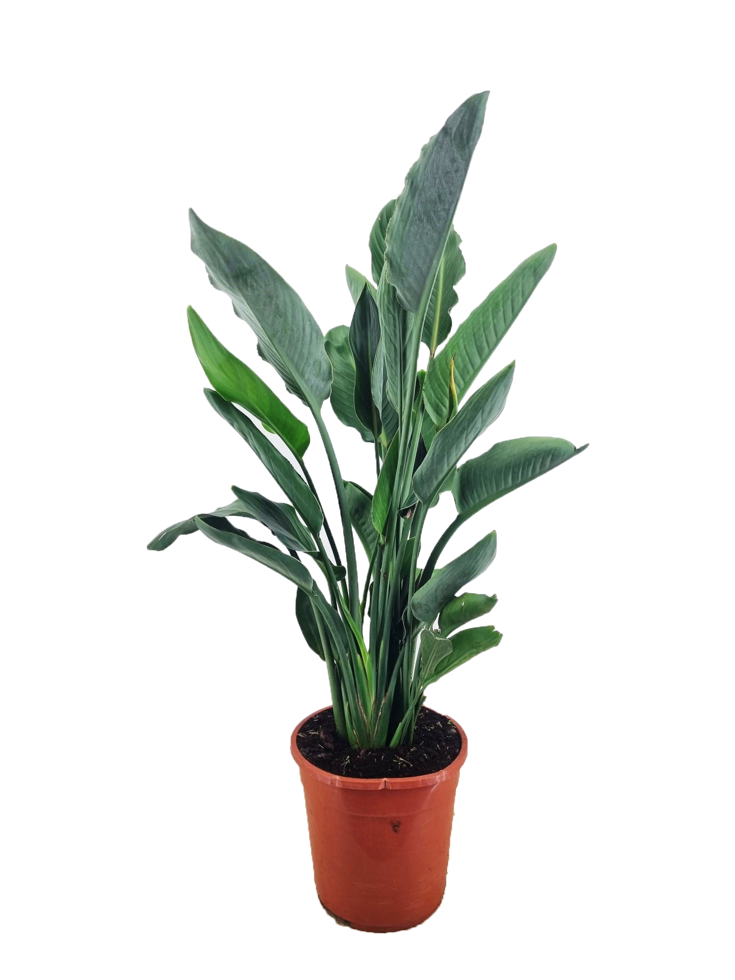 Picture of Strelitzia reginae P24 (6 Ltr)