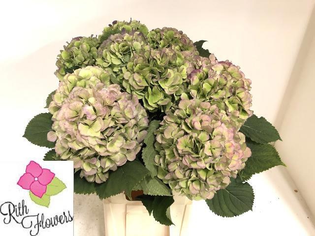 Hydrangea Verena Classic Blue 60cm 20Ø