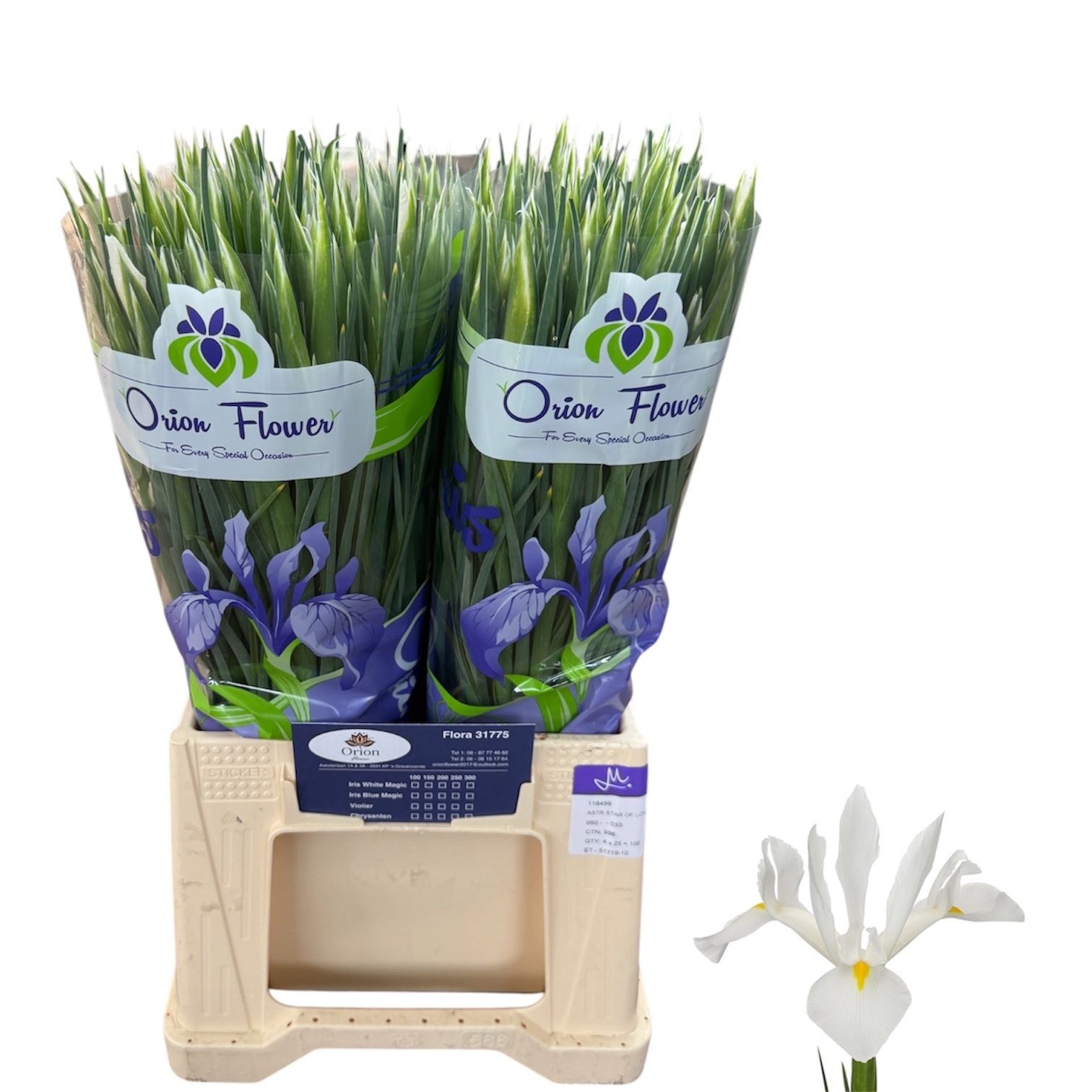 Iris White Magic