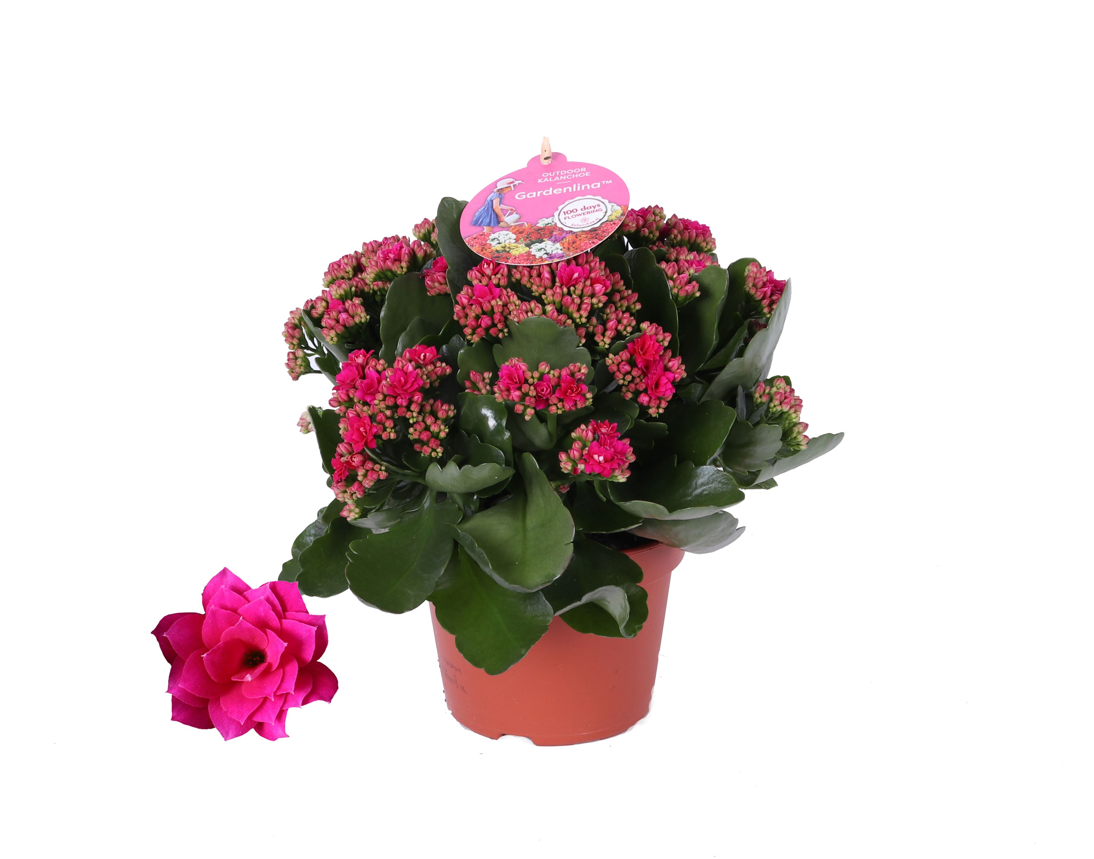 Kalanchoe GRDN 15 PAARS - Kalanchoe Gardenlina paars