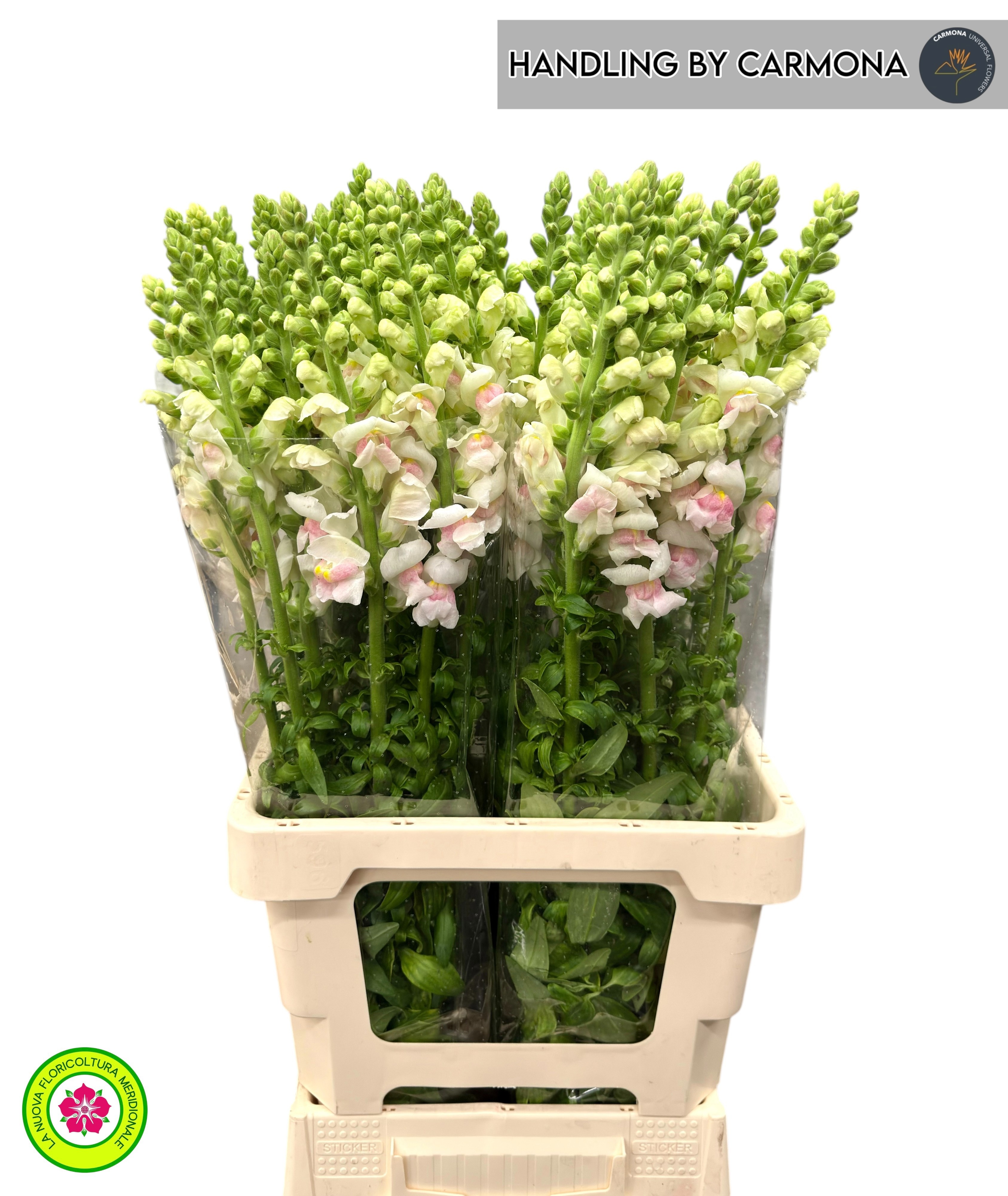 Antirrhinum Maryland Plumb 70cm