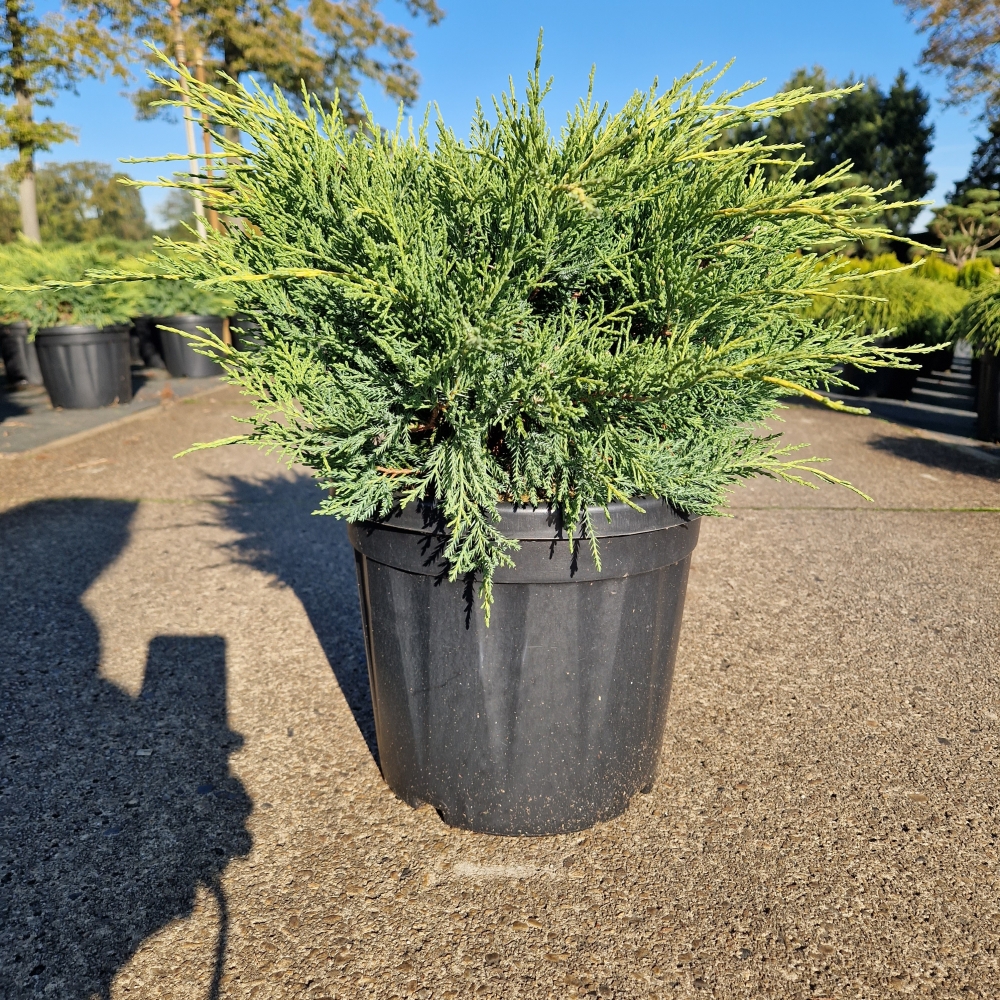 Picture of Juniperus med. Old Gold C8 30/40 (LOOSE)