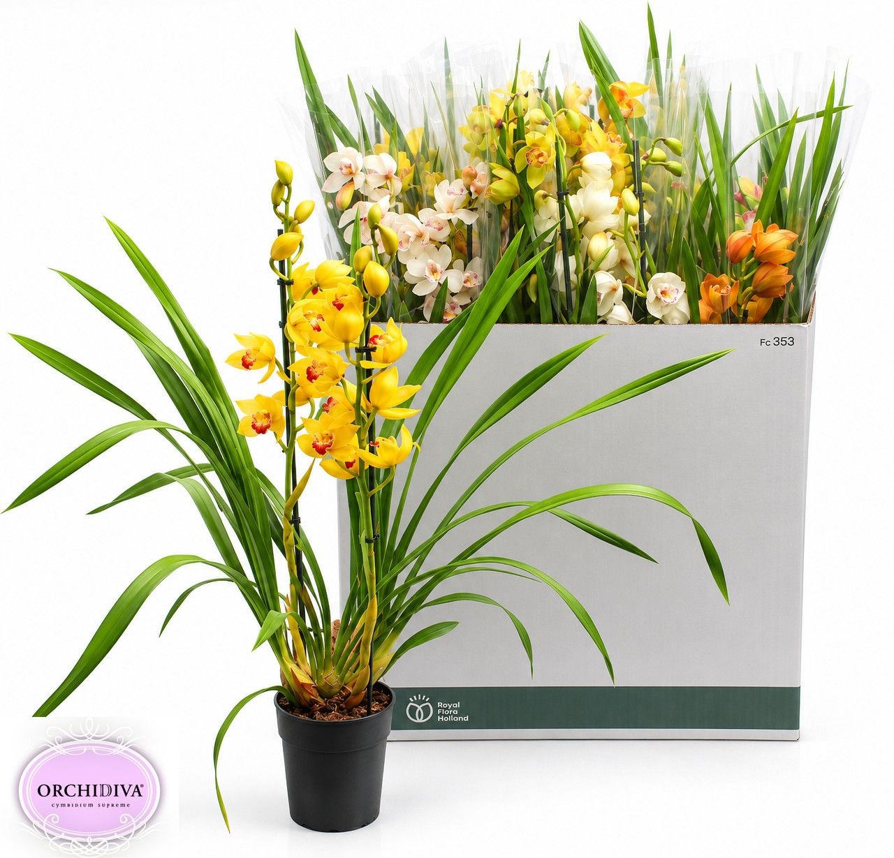 Cymbidium Asst Sp Orchids
