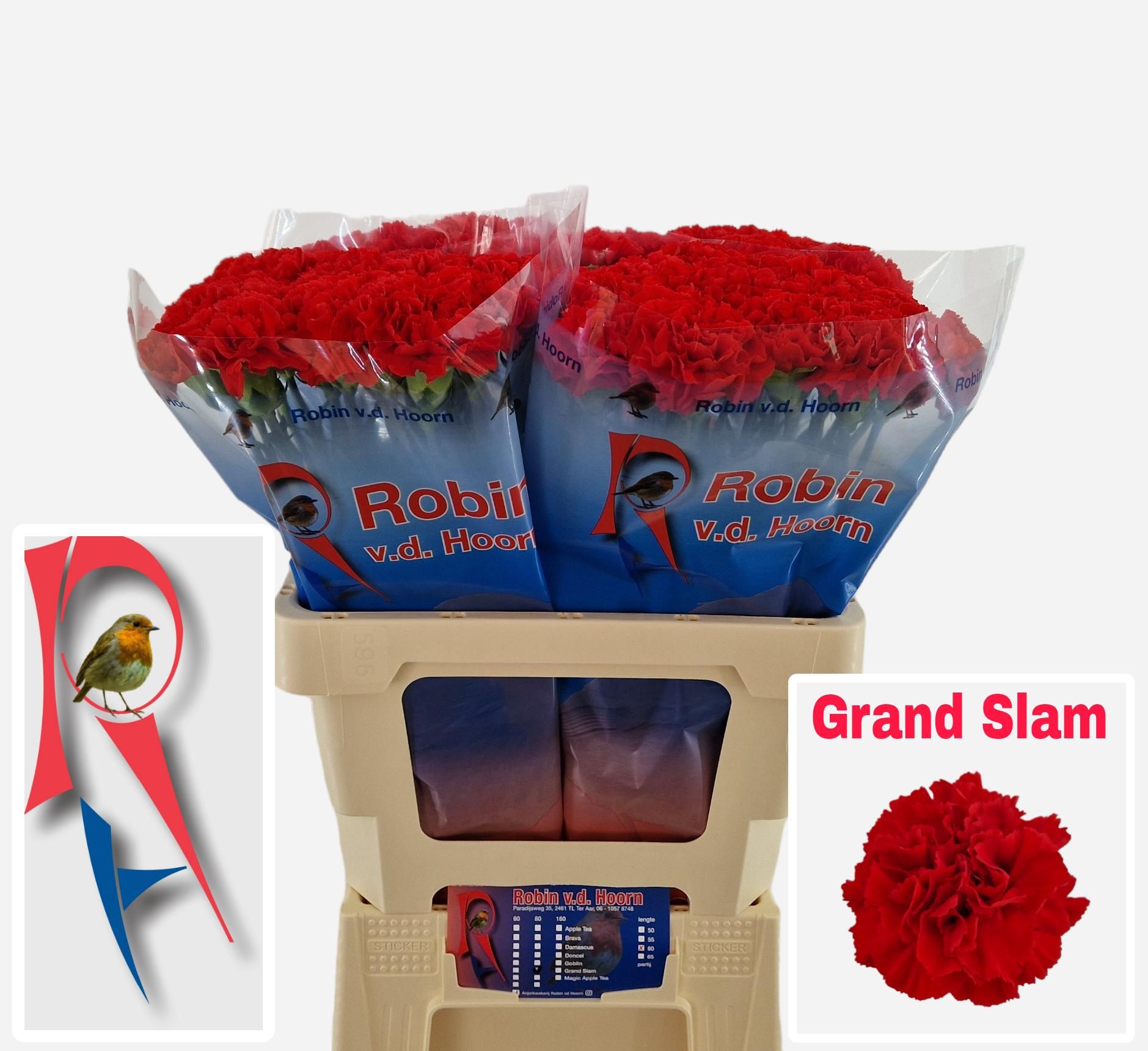 Dianthus St Grand Slam 60cm