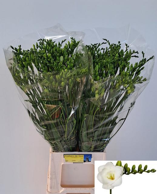 Freesia Double Versailles 60cm 24gram