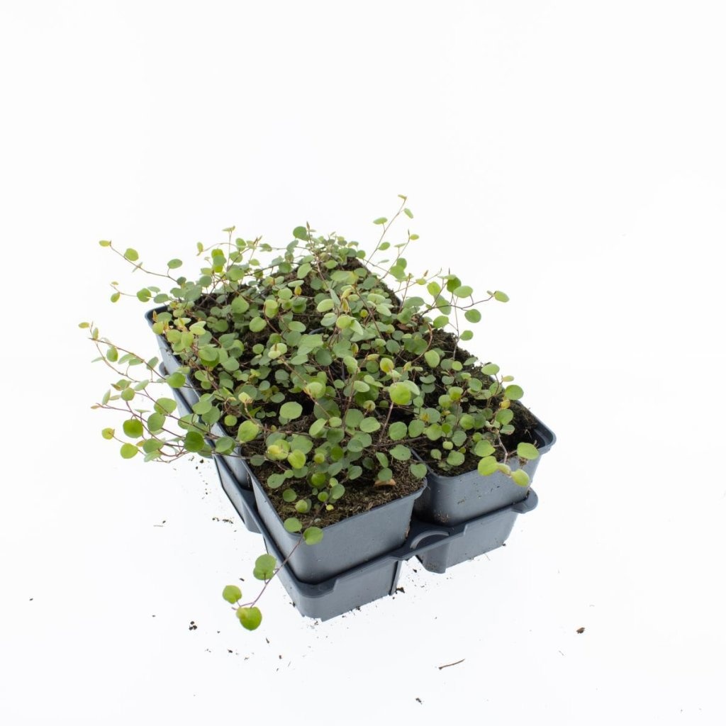 Muehlenbeckia Complexa