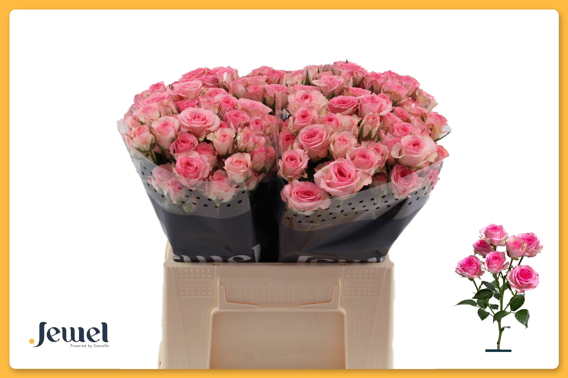 Rosa Spr Tralala 40cm