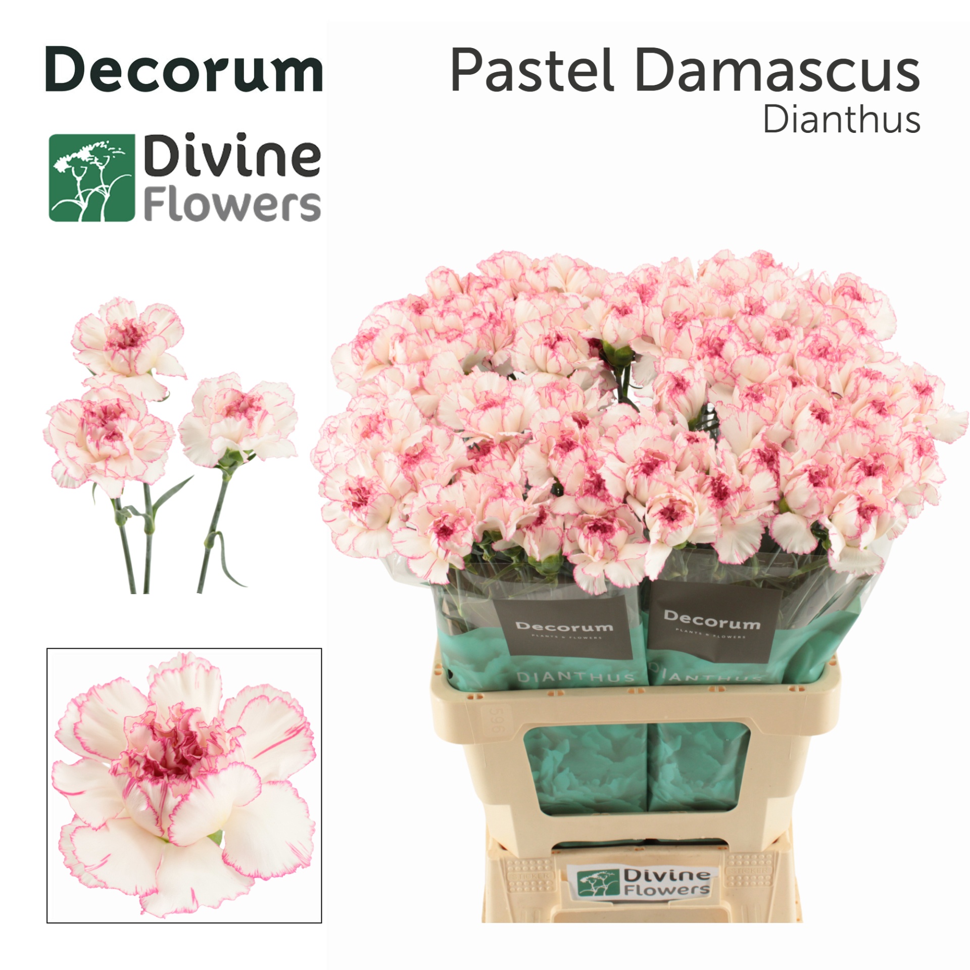 Dianthus Pastel Damascus 60cm