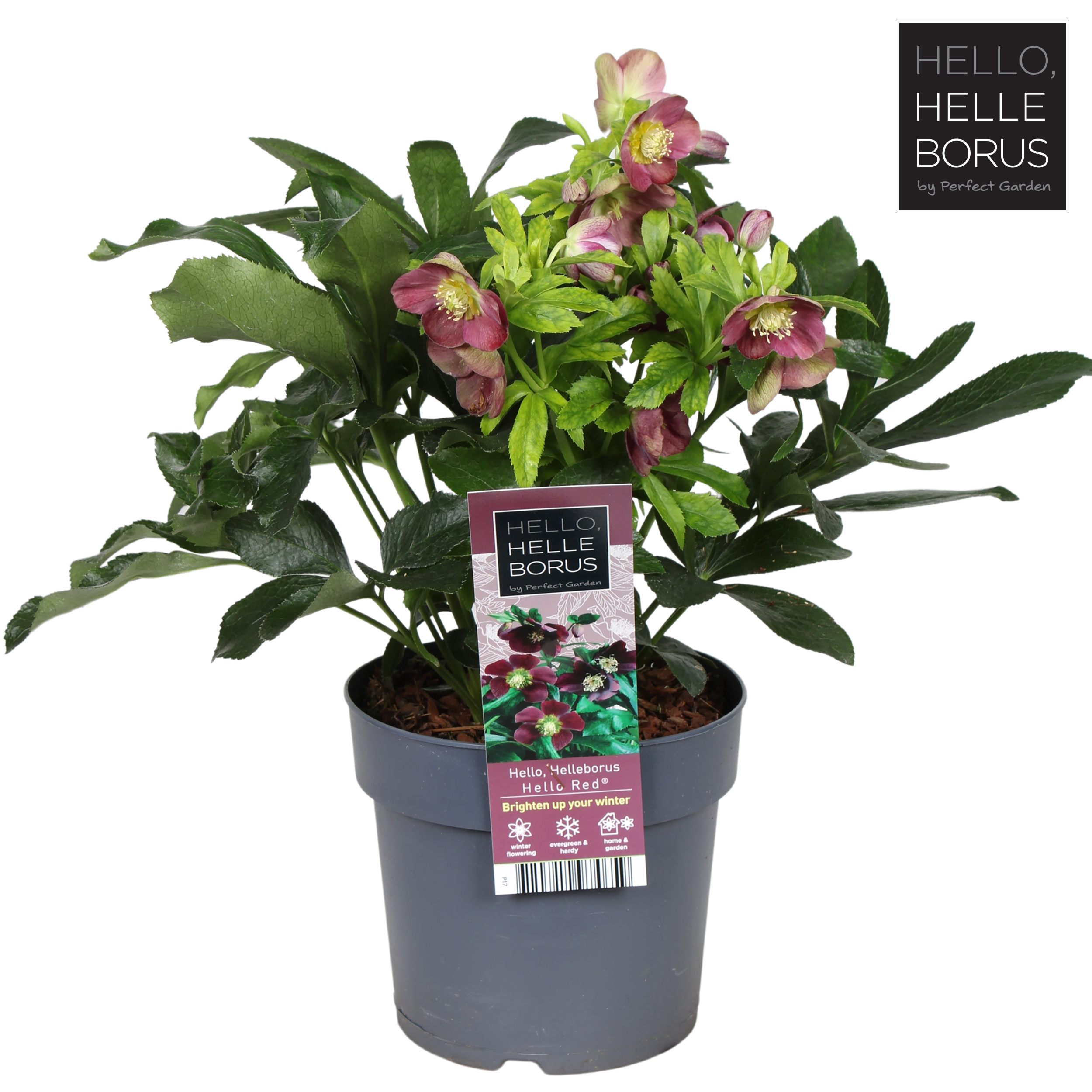 Picture of Helleborus orientalis Hello Red P17 (2 Ltr)