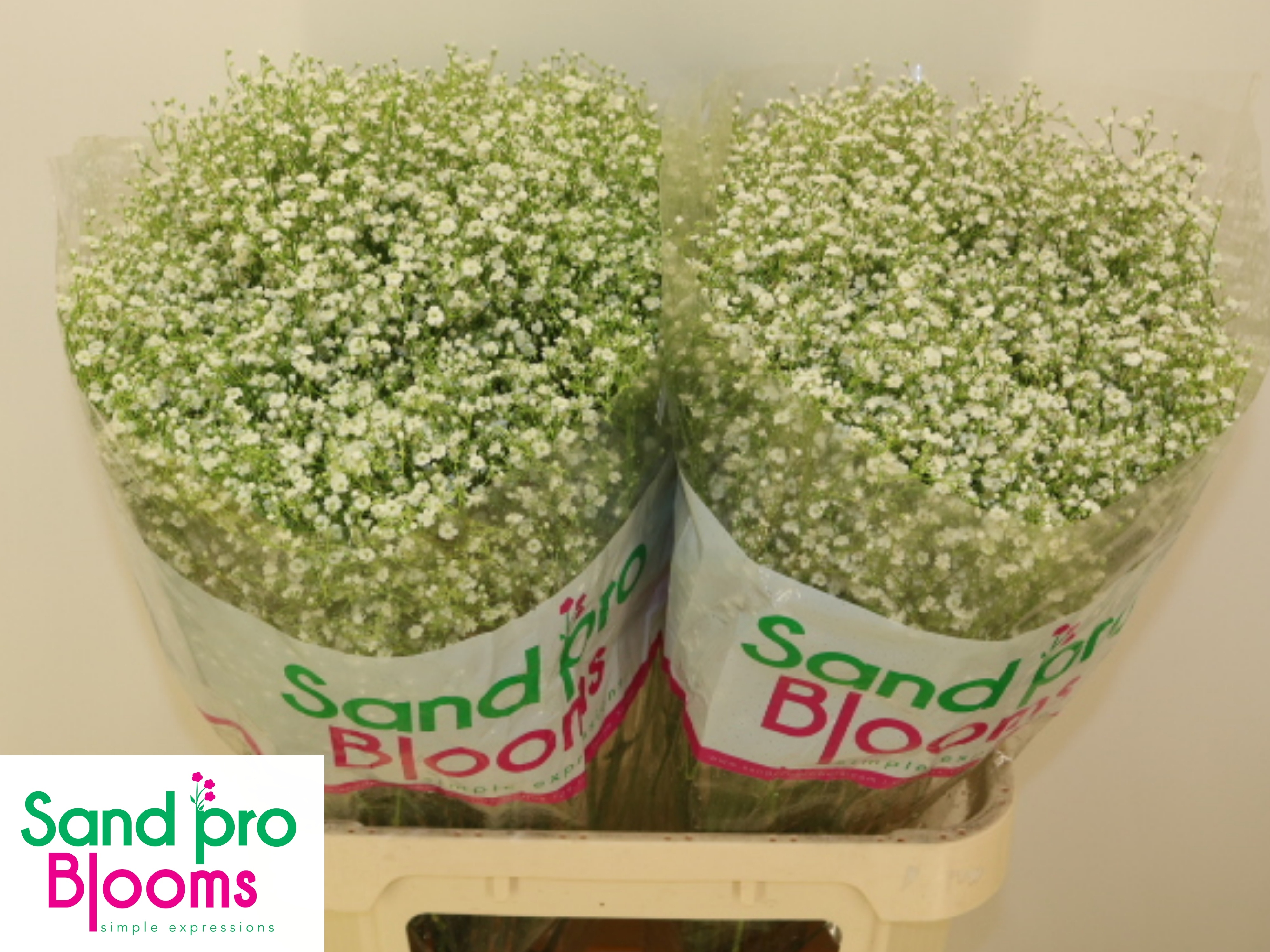 Gypsophila Discovery 80cm 30gram