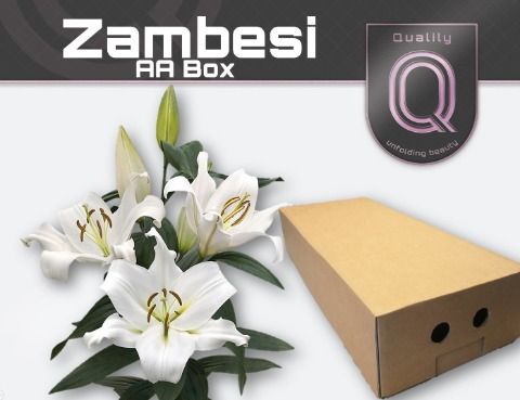 Li Ot Zambesi
