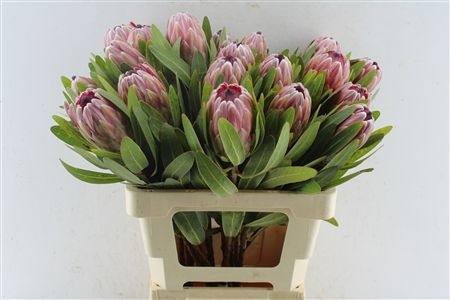 Protea Pink Ice