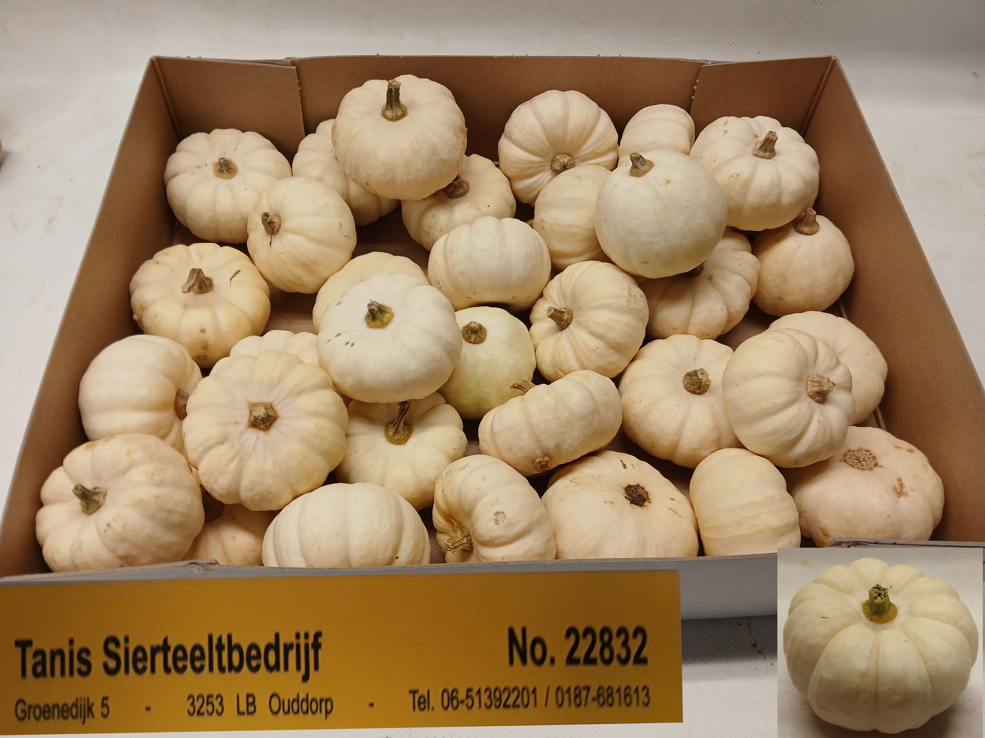 Cucurbita Baby Boo
