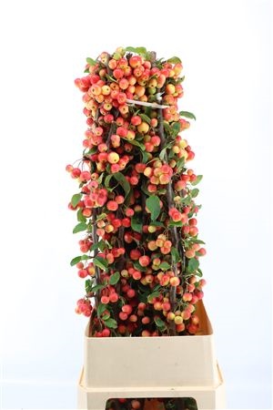 Malus Red Sentinel