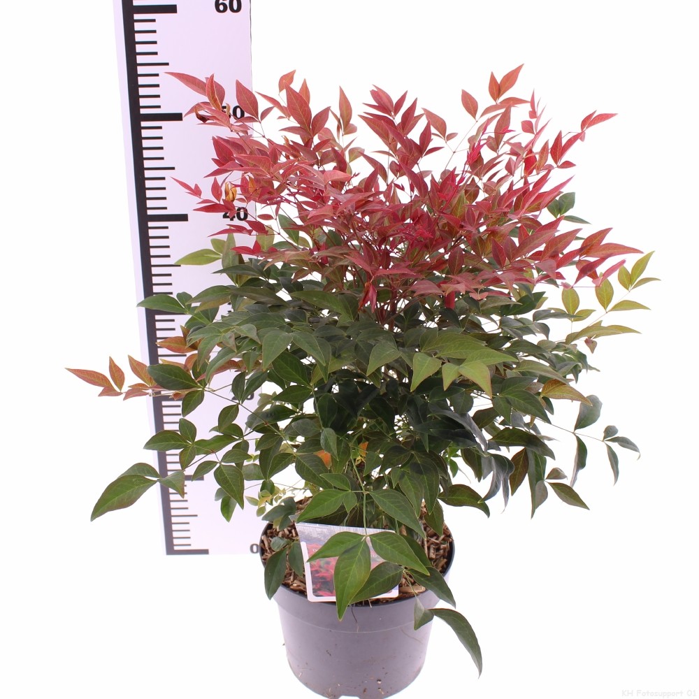 Picture of Nandina domestica 'Obsessed'