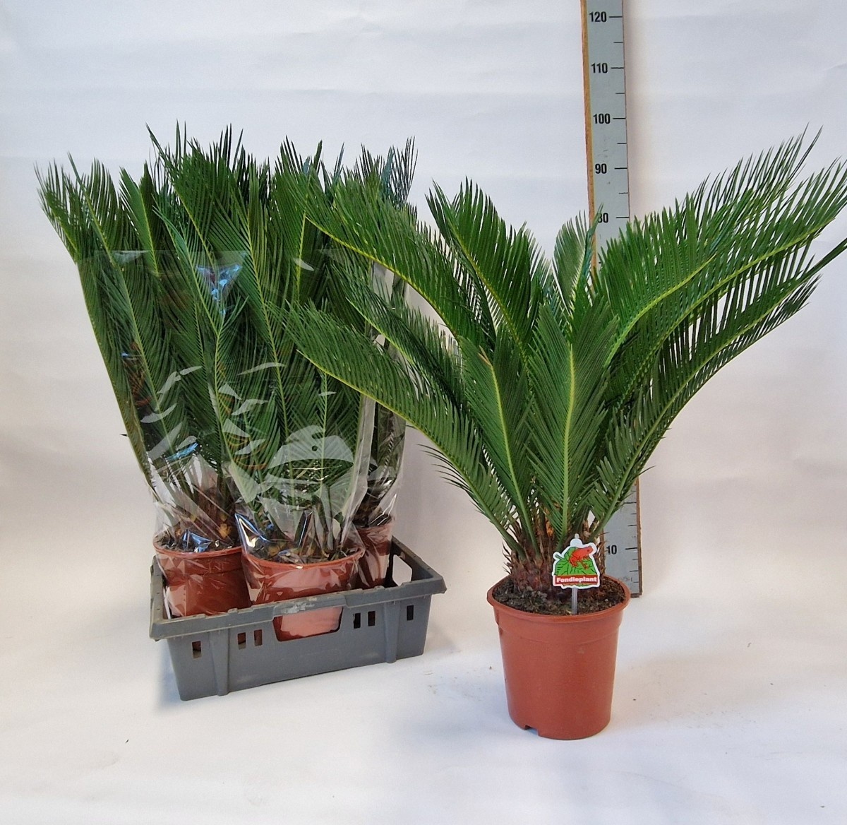 Cycas Revoluta 19P 80H 21+blad