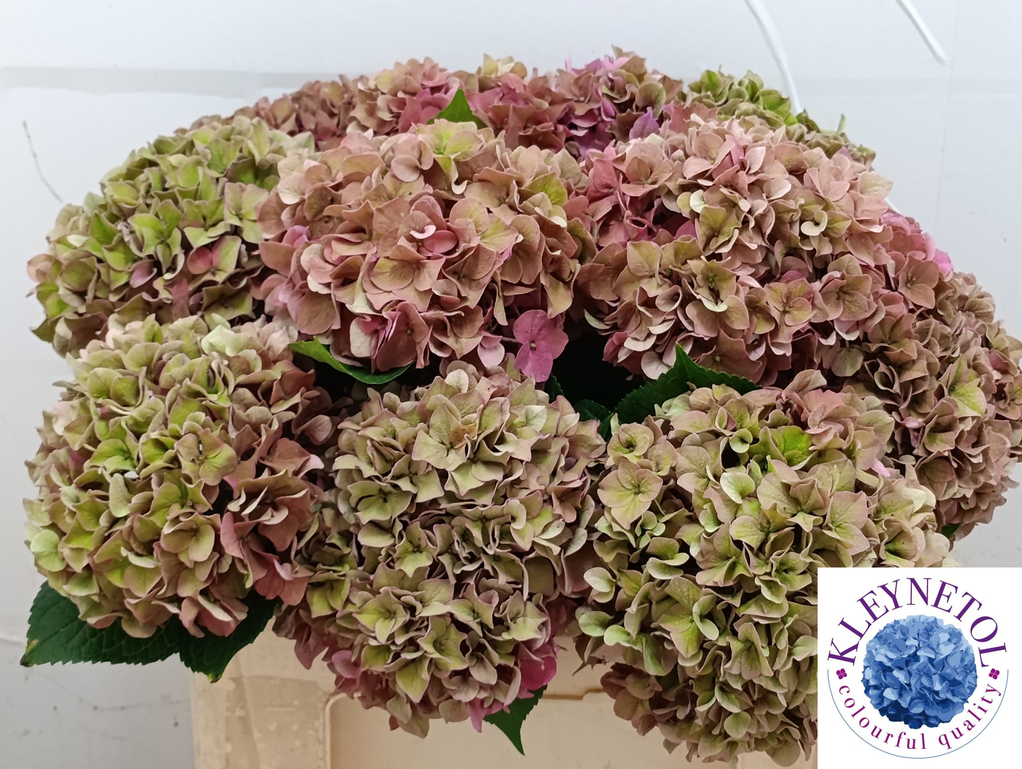 Hydrangea Rodeo Classic Pink 50cm 19Ø