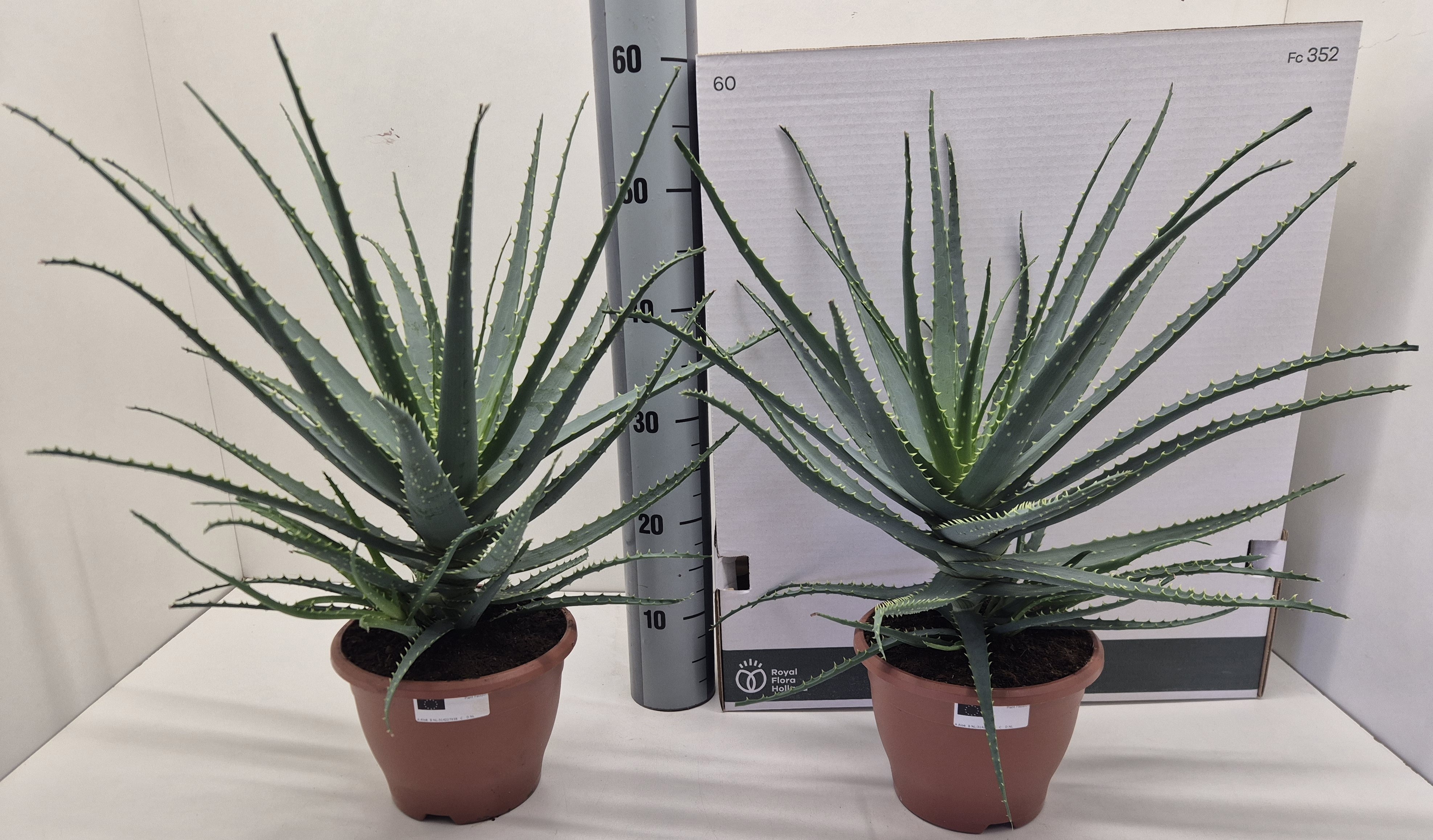 Aloe Arborescens 20P 56H