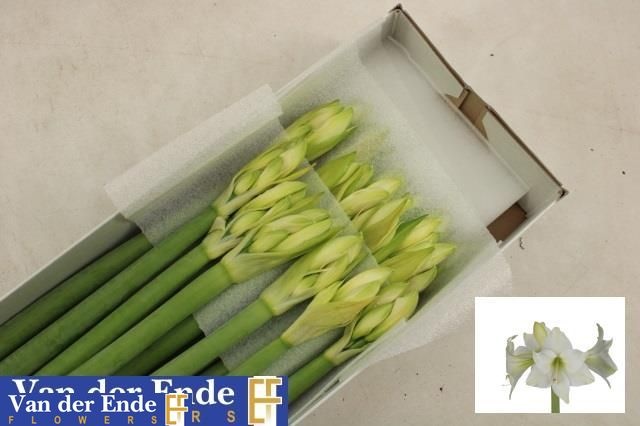 Hippeastrum Costa Blanca 4bl