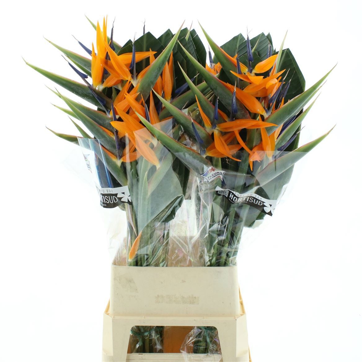 Strelitzia Flower 110cm