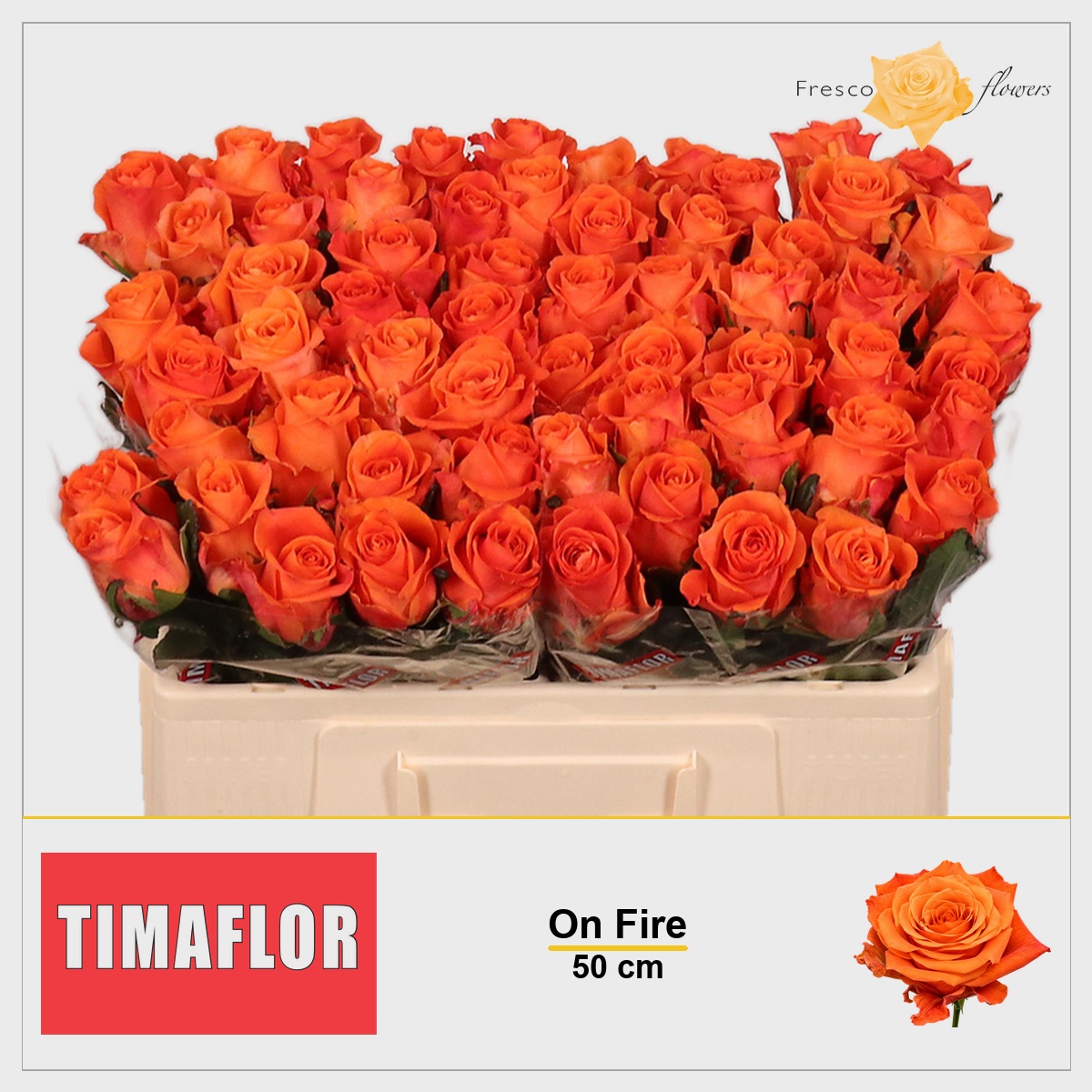 Rosa On Fire 50cm