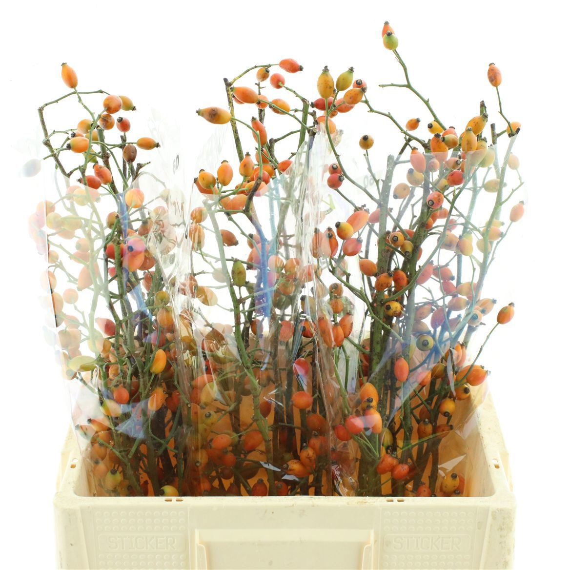 Rosa Zaffiro 60cm