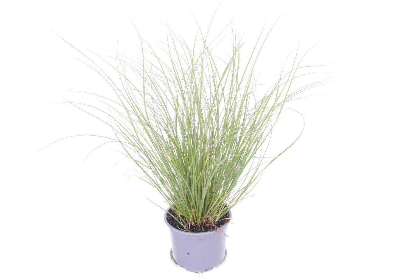 Carex ColorGrass Phoenix Green