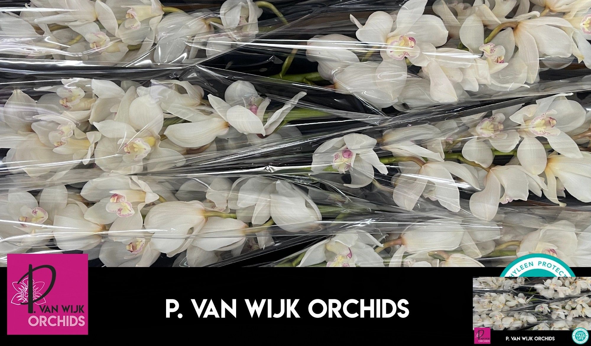 Cymbidium Antonella 12/15bl