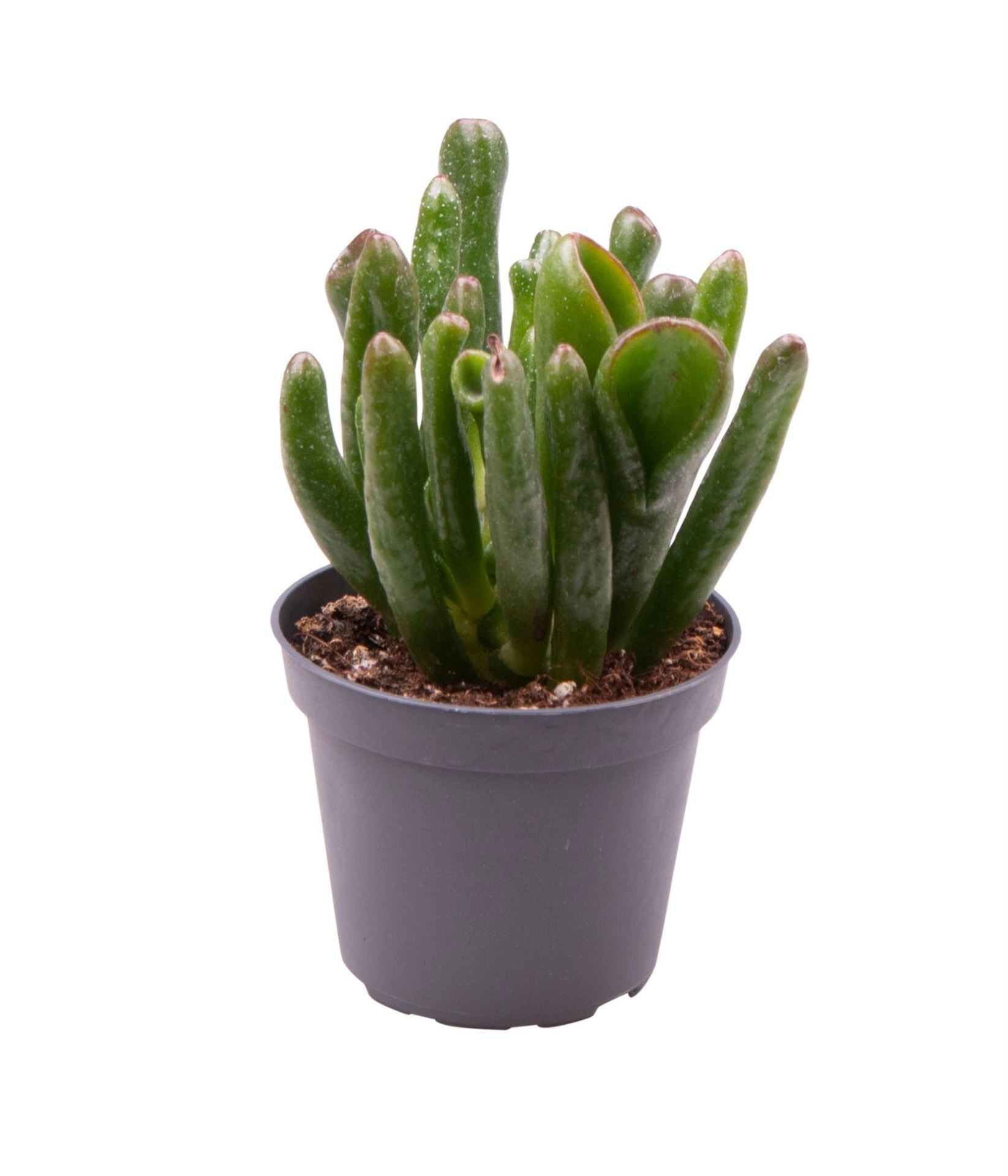 Crassula Coral